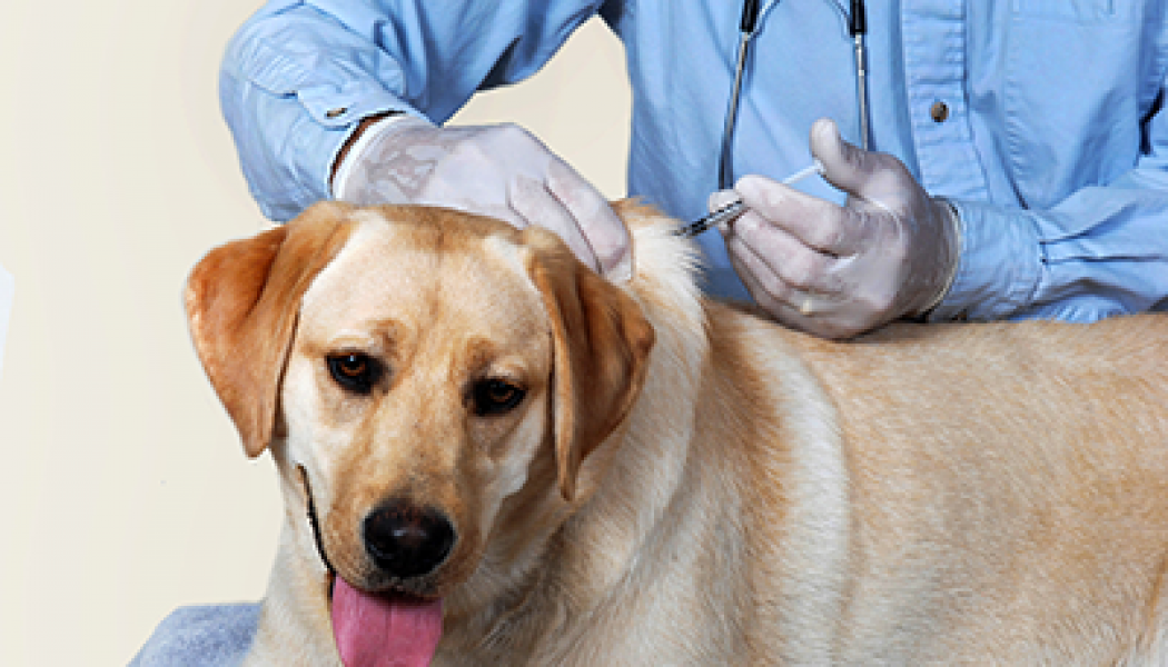 Les soins préventifs pour votre chien