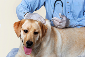 Les soins préventifs pour votre chien